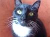 liebevolle Katze sucht neues Zuhause