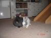Tiere in Not suchen Liebevolles zuhause,  DRINGEND!!!! 
