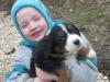 Bordercollie/ Bernersennen-Rüden-Welpen
