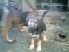 hundewelpen
