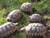 Geochelone sulcata
