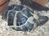 griechische landschildkröte nz 08/ 03 abzugeben