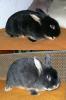 Kaninchen,  Lohkaninchen Rammler
