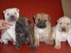 shar pei mix pitbull super wurf