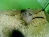Süße Wüstenrennmäuse 4 Weibchen und 3 Männchen auch mit Käfig bzw Terrarium abzu