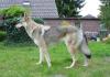 Tschechoslowakischer Wolfshund Welpen