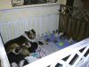 wunderschöne reinrassige Colliewelpen, 