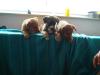 Mischlingswelpen, Vater Weimaraner/ Labrador Mix Mischlingswelpen zu verkaufen.1 R