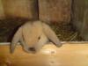 kleine Zwergkaninchen suchen ein neues Zuhause