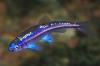 Regenbogenelritze Notropis Chrosomus Rainbowshiner
