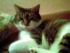 kater vermisst 