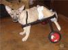 Wir suchen DRINGEND Hundeboxen/ Flugboxen   