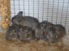 2 Degu Männchen abzugeben