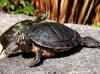 Gelb+ Rotwangenschildkröte