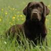 Biete liebevolle,  familiäre Hundebetreuung