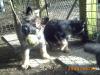 2/ 6 Schäferhund-Welpen aus durchdachter Leistungslinie zu verkaufen!