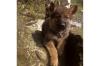 Schäferhundwelpen (9 Wochen) zu verkaufen