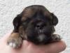 Lhasa Apso Welpen