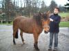 braune Ponystute