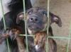 Private Tierschutzinitiative sucht dringend Sachspenden
