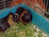 2 Meerschweinchen Böcke 8 wo 
