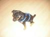 Mops/ Pinscher Mix 7 Monate