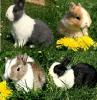 Kleine Farbenzwerge und Zwerglöwen Kaninchen abzugeben.
