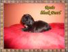 Shih Tzu Welpn in wunderschönen Farben