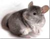 Chinchillas