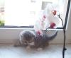 Reinrassige BKH Kitten /  Mädchen abzugeben