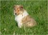 Wunderschöne Colliewelpen,  gold-sable+tric.