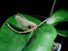 Biete Phyllocrania,  Cheddikulama,  Ameles,  Parasphendale