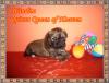 Shih Tzu Welpn in wunderschönen Farben