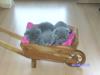 Biete BKH Kartäuser Babys aus seriöser Zucht. VB 550, 00 €