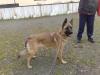 riesige Malimixhündin(14 Monate)sucht