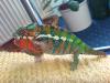 Pantherchamäleon,  Furcifer Pardalis