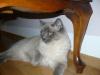 ragdoll deckkater
