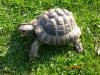 griech.Landschildkröte