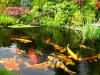 Gartenteiche,  Schwimmteiche,  Badeteiche oder Naturteiche 
