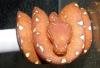 Baumpythons,  Tigerpythons,  Chamäleon,  Warane,  Geckos usw. 