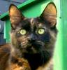 Maine Coon Katze 1, 5 Jahre alt.
