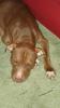 American Rednose Pitbulls/ Stafford Terrier Welpen
