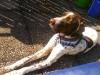 pointer sucht dringend neues zuhause  