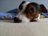 Jack-Russel-Terrier 4 Jahre alt zu verkaufen