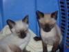 kleine süße siam-thai katzen zu verkaufen