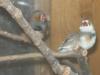 Verkaufe Zebrafinkenhähne ab € 6, -