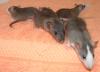 Viele Ratten aus Notfällen suchen ein neues Zuhause 