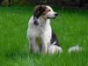 Spitzmischling sucht neues Zuhause