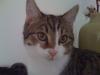 Kater in München vermisst