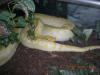 Verkaufe große Albino Tigerpython 1.0 /  8Jahre alt